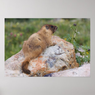 Gult-bellied Marmot, Marmota flaviventris, Poster