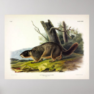 Gult-bellied Marmot, Sten Chuck av Audubon Poster