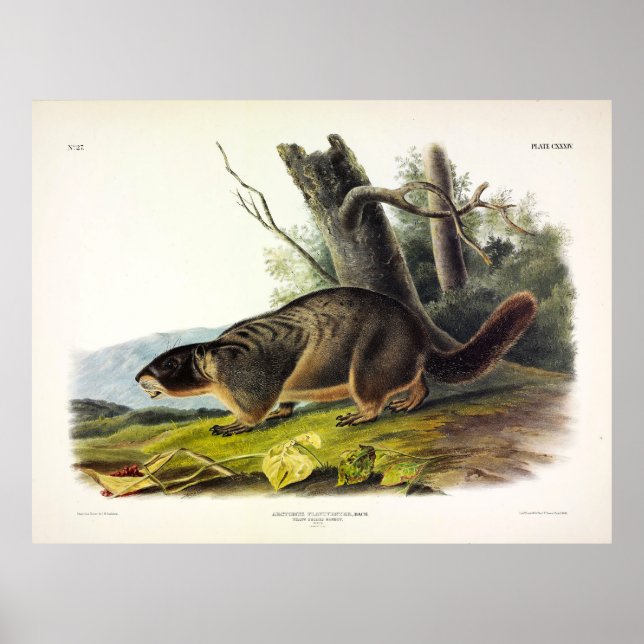 Gult-bellied Marmot, Sten Chuck av Audubon Poster (Framsidan)