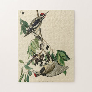 Gult-bellied Sapsucker, Audubon Birds of America Pussel