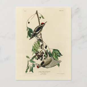 Gult-bellied Sapsucker, Audubon Birds of America Vykort