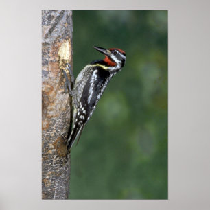 Gult-bellied Sapsucker (man) Poster
