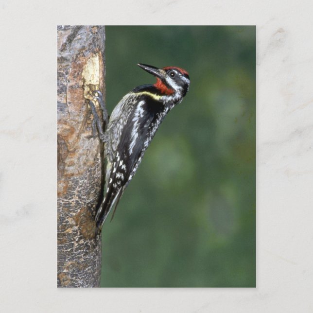 Gult-bellied Sapsucker (man) Vykort (Framsida)