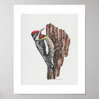 Gult-bellig Sapsucker Art-utskrift Poster