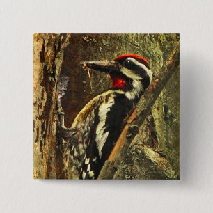 Gult-bellig Sapsucker Pin Knapp
