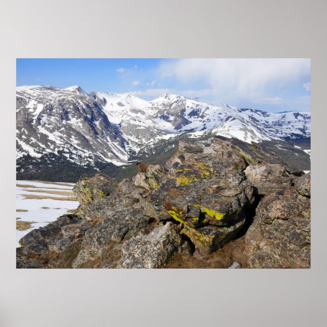 Gult-Belllied Marmot Gazing i Rocky mountains Poster (Framsidan)