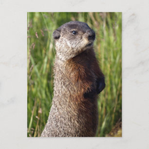 Gult-Belllied Marmot Gifts Vykort