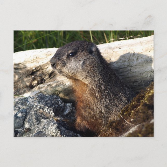 Gult-Belllied Marmot Gifts Vykort (Framsida)