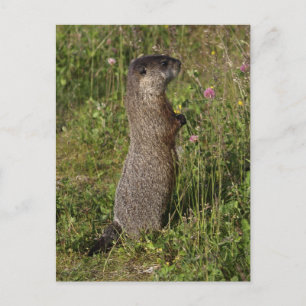 Gult-Belllied Marmot Gifts Vykort