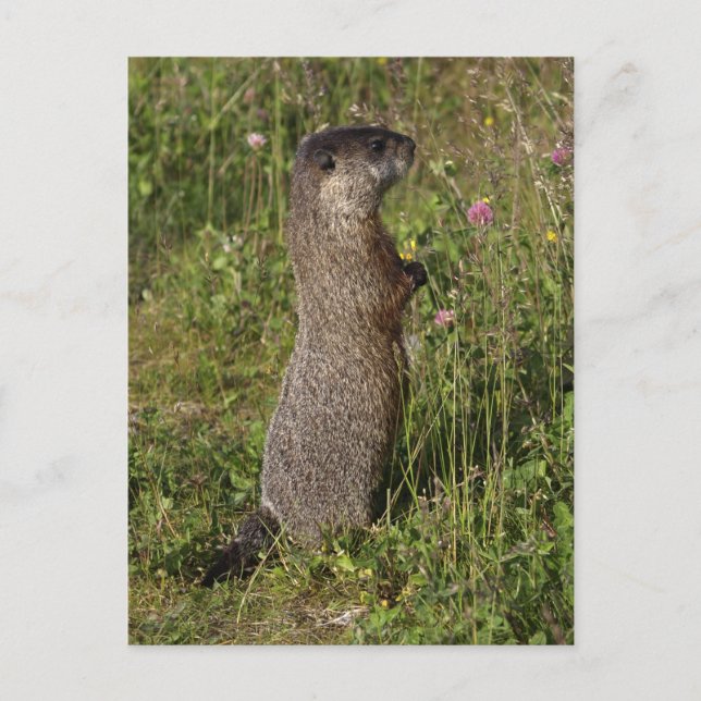 Gult-Belllied Marmot Gifts Vykort (Framsida)