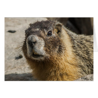 Gult Belllied Marmot Hälsningskort