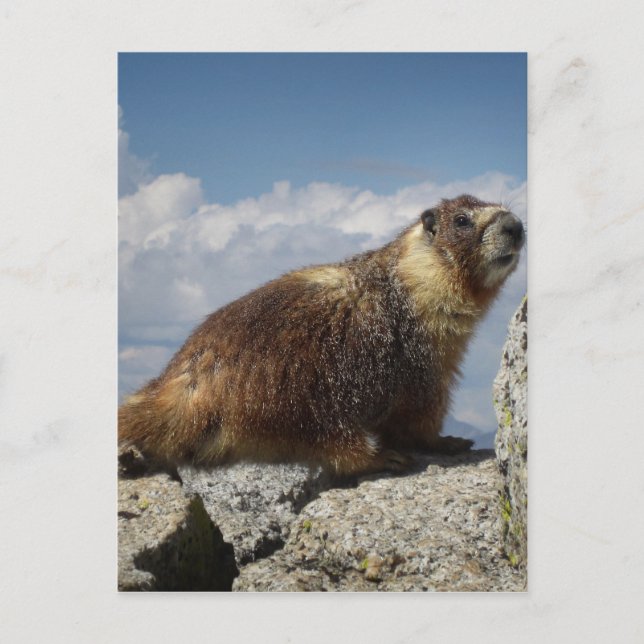 Gult Belllied Marmot i Yosemite Vykort (Framsida)