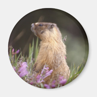 Gult Belllied Marmot Magnet