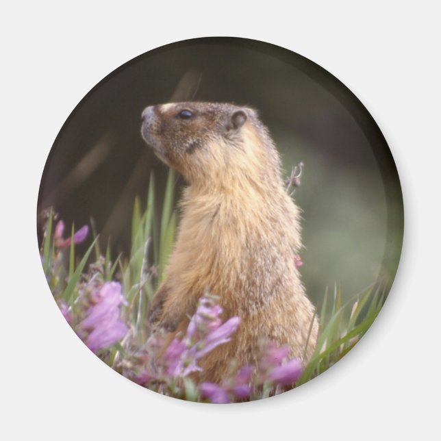 Gult Belllied Marmot Magnet (Framsidan)