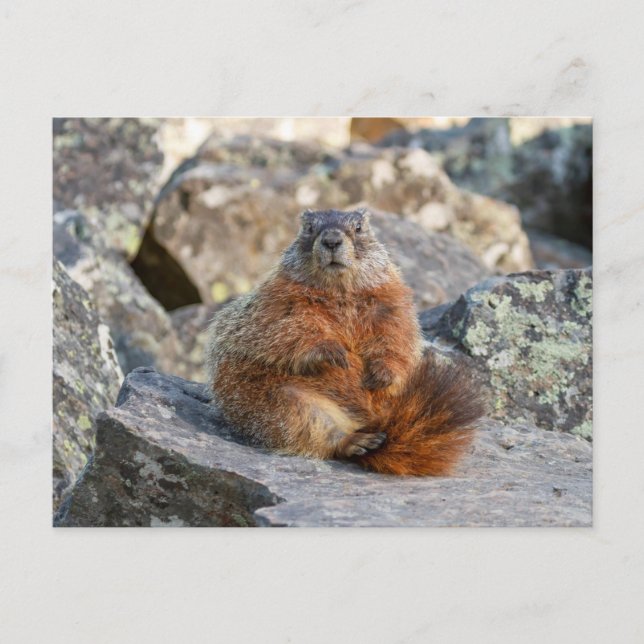 Gult-Belllied Marmot Postcard Vykort (Framsida)