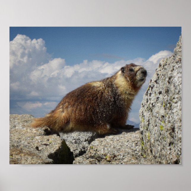 Gult Belllied Marmot Poster (Framsidan)