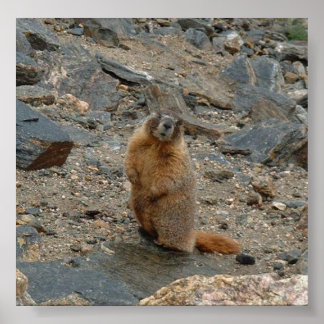 Gult-Belllied Marmot Poster