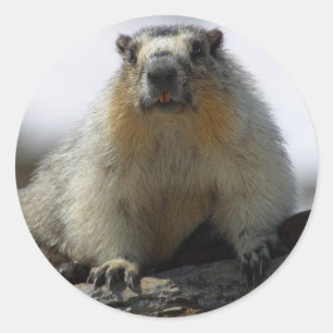Gult Belllied Marmot Runt Klistermärke