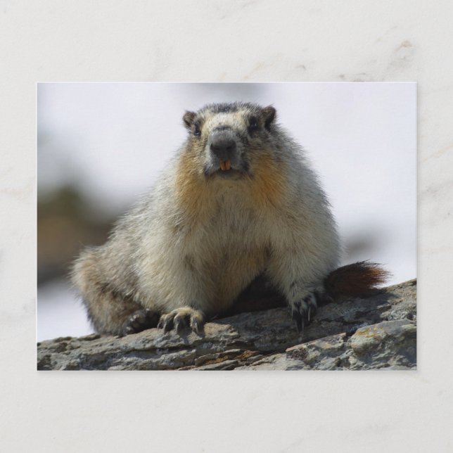 Gult Belllied Marmot Vykort (Framsida)