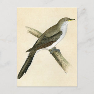 Gult Billed Cuckoo Vykort