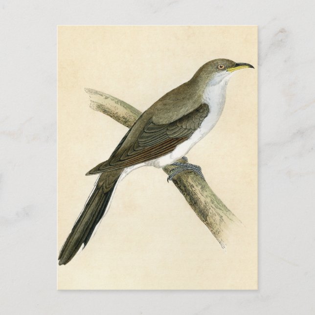 Gult Billed Cuckoo Vykort (Framsida)