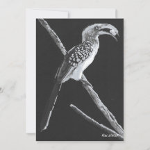 Gult Billed Hornbill, Kalahari Animal Flat Card