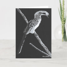Gult Billed Hornbill, Kalahari Animal Folded