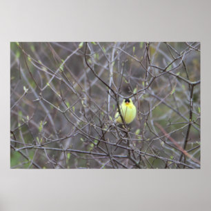 Gult Bird i Träd Poster