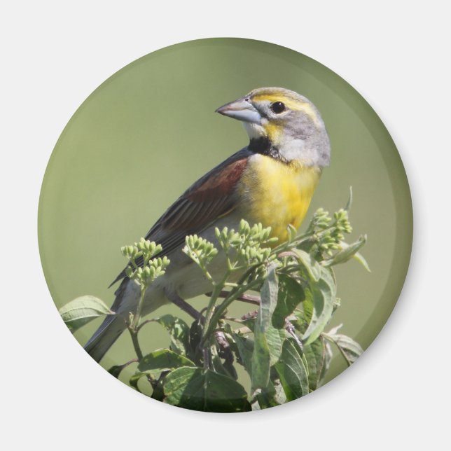 Gult Bird Magnet (Framsidan)