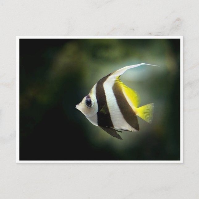 Gult Black and White Angelfish-vykort Vykort (Framsida)