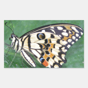 Gult Black and White Butterfly på Löv Rektangulärt Klistermärke