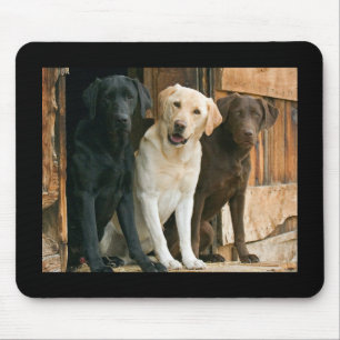 Gult, Black, Brown Labrador Retriever Mousepad Musmatta