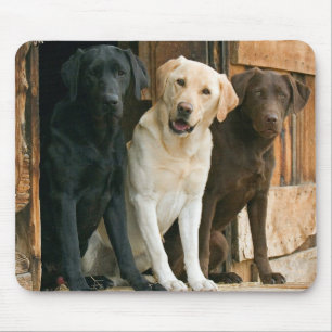 Gult, Black, Brown Labrador Retriever Mousepad Musmatta