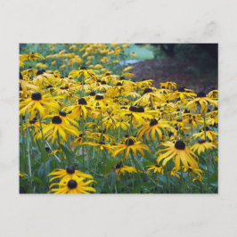 Gult Black Eyed Susan Blommigt Photo Vykort