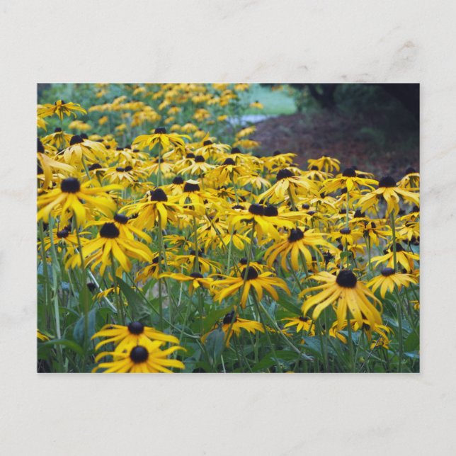 Gult Black Eyed Susan Blommigt Photo Vykort (Framsida)