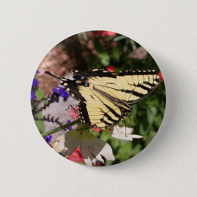 Gult & Black Fantail Butterfly Knapp (Framsida)