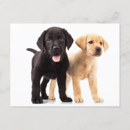 Gult & Black Labrador Retriever Puppy-vykort Vykort