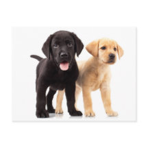 Gult & Black Labrador Retriever Puppy-vykort