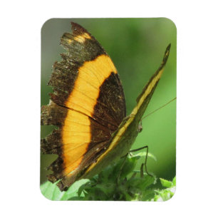 Gult & Black Tropical Butterfly Magnet
