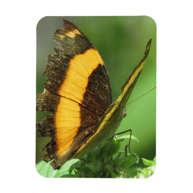 Gult & Black Tropical Butterfly Magnet (Vertikal)