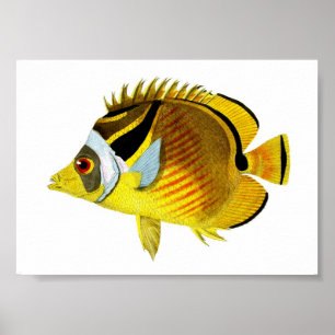 Gult Black Tropical Fish Art Skriv ut nr 4 Poster