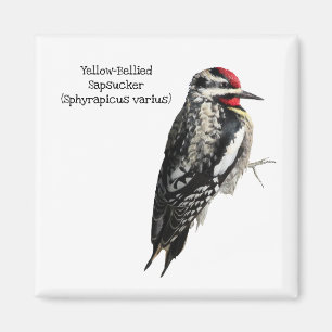 Gult-Blått Sapsucker Magnet