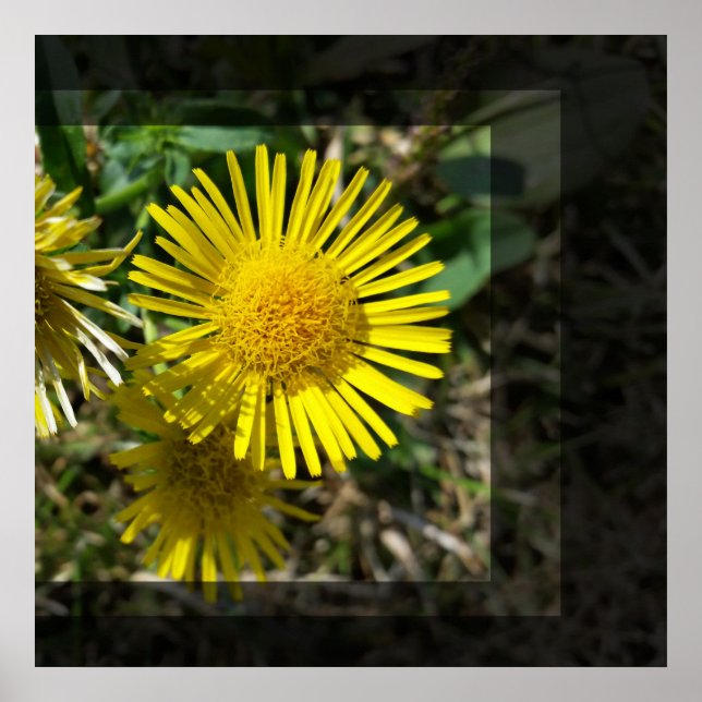 gult blomma bakom fönster poster (Framsidan)