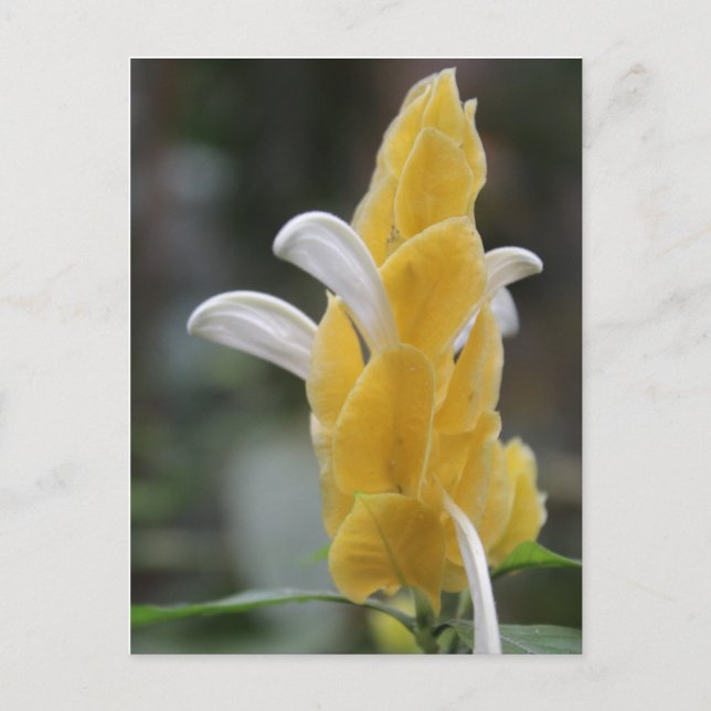 Gult blomma nr 2 vykort (Framsida)