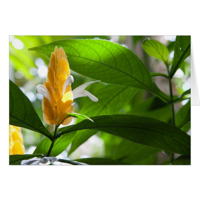 Gult blomma OBS kort (Framsidan Horizontal)