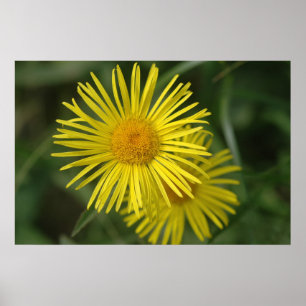 Gult blomma poster