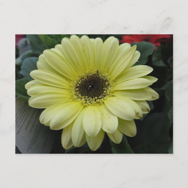 Gult blomma vykort (Framsida)