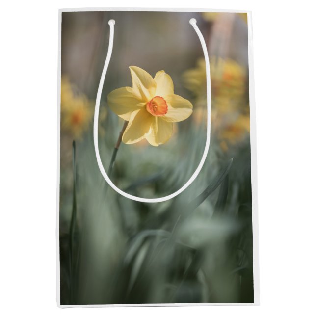 Gult Blommar Daffodil Nature Photo (Framsidan)