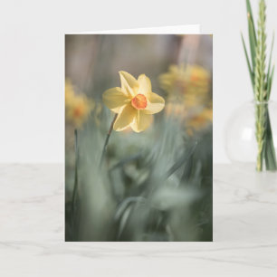 Gult Blommar Daffodil Nature Photo Kort