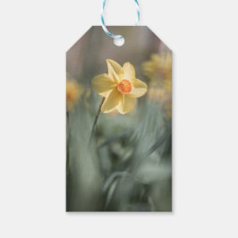 Gult Blommar Daffodil Nature Photo Presentetikett